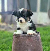 Pookie fluffy, a female Pembroke Welsh Corgi for sale in Bruneau, ID – Photo 2 of 4
