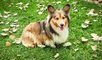 Ice Bear Fluffy/Bluie, a male Pembroke Welsh Corgi for sale in Bruneau, ID – 2 of 3