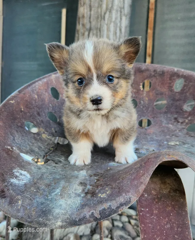 Ice Bear Fluffy/Bluie – Pembroke Welsh Corgi puppy for sale in Bruneau, ID