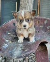 Ice Bear Fluffy/Bluie, a male Pembroke Welsh Corgi for sale in Bruneau, ID – 1 of 3