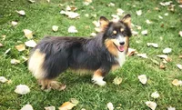 Ice Bear Fluffy/Bluie, a male Pembroke Welsh Corgi for sale in Bruneau, ID – 3 of 3