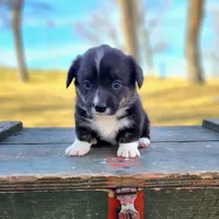 Loretta , a female Pembroke Welsh Corgi for sale in Bruneau, ID – Photo 1 of 2