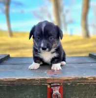 Loretta , a female Pembroke Welsh Corgi for sale in Bruneau, ID – Photo 1 of 2