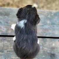 Loretta , a female Pembroke Welsh Corgi for sale in Bruneau, ID – Photo 2 of 2