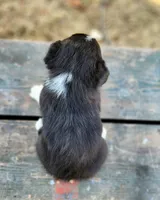Loretta , a female Pembroke Welsh Corgi for sale in Bruneau, ID – Photo 2 of 2
