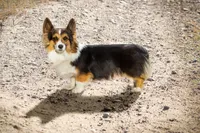 Bear fluffy, a male Pembroke Welsh Corgi for sale in Bruneau, ID – Photo 5 of 5