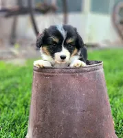 Bear fluffy, a male Pembroke Welsh Corgi for sale in Bruneau, ID – Photo 3 of 5