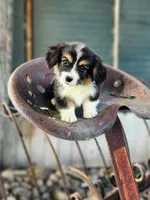 Bear fluffy, a male Pembroke Welsh Corgi for sale in Bruneau, ID – Photo 1 of 5