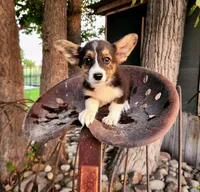 Strudel, a male Cardigan Welsh Corgi and Pembroke Welsh Corgi for sale in Bruneau, ID – Photo 2 of 6