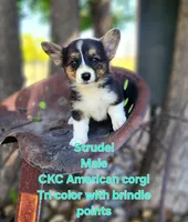 Strudel, a male Cardigan Welsh Corgi and Pembroke Welsh Corgi for sale in Bruneau, ID – Photo 4 of 6
