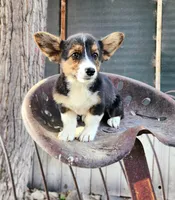 Strudel, a male Cardigan Welsh Corgi and Pembroke Welsh Corgi for sale in Bruneau, ID – Photo 1 of 6