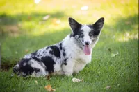 Strudel, a male Cardigan Welsh Corgi and Pembroke Welsh Corgi for sale in Bruneau, ID – Photo 5 of 6