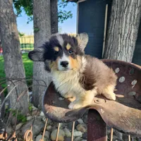 Dill fluffy, a male Pembroke Welsh Corgi for sale in Bruneau, ID – Photo 4 of 6