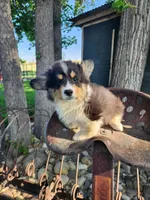 Dill fluffy, a male Pembroke Welsh Corgi for sale in Bruneau, ID – Photo 4 of 6