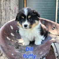 Dill fluffy, a male Pembroke Welsh Corgi for sale in Bruneau, ID – Photo 5 of 6