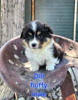 Dill fluffy, a male Pembroke Welsh Corgi for sale in Bruneau, ID – Photo 5 of 6