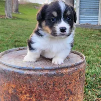 Dill fluffy, a male Pembroke Welsh Corgi for sale in Bruneau, ID – Photo 6 of 6