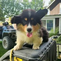 Dill fluffy, a male Pembroke Welsh Corgi for sale in Bruneau, ID – Photo 3 of 6