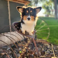 Dill fluffy, a male Pembroke Welsh Corgi for sale in Bruneau, ID – Photo 2 of 6