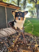Dill fluffy, a male Pembroke Welsh Corgi for sale in Bruneau, ID – Photo 2 of 6