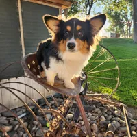 Dill fluffy, a male Pembroke Welsh Corgi for sale in Bruneau, ID – Photo 1 of 6