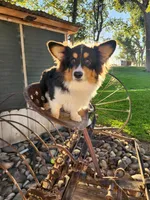 Dill fluffy, a male Pembroke Welsh Corgi for sale in Bruneau, ID – Photo 1 of 6