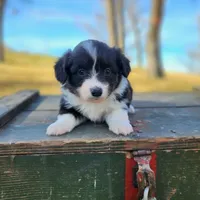 Dolly fluffy, a female Pembroke Welsh Corgi for sale in Bruneau, ID – Photo 1 of 2