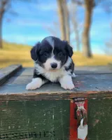 Dolly fluffy, a female Pembroke Welsh Corgi for sale in Bruneau, ID – Photo 1 of 2