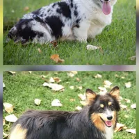 Dolly fluffy, a female Pembroke Welsh Corgi for sale in Bruneau, ID – Photo 2 of 2