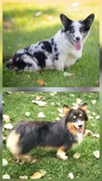 Dolly fluffy, a female Pembroke Welsh Corgi for sale in Bruneau, ID – Photo 2 of 2