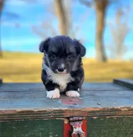 Patsy fluffy, a female Pembroke Welsh Corgi for sale in Bruneau, ID – Photo 1 of 2