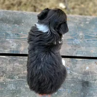 Patsy fluffy, a female Pembroke Welsh Corgi for sale in Bruneau, ID – Photo 2 of 2