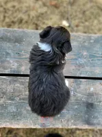Patsy fluffy, a female Pembroke Welsh Corgi for sale in Bruneau, ID – Photo 2 of 2