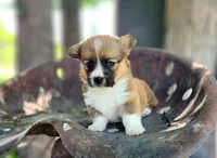 Cream Soda, a male Cardigan Welsh Corgi and Pembroke Welsh Corgi for sale in Bruneau, ID – Photo 4 of 6