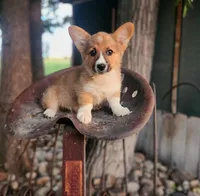 Cream Soda, a male Cardigan Welsh Corgi and Pembroke Welsh Corgi for sale in Bruneau, ID – Photo 2 of 6