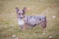 Cream Soda, a male Cardigan Welsh Corgi and Pembroke Welsh Corgi for sale in Bruneau, ID – Photo 5 of 6