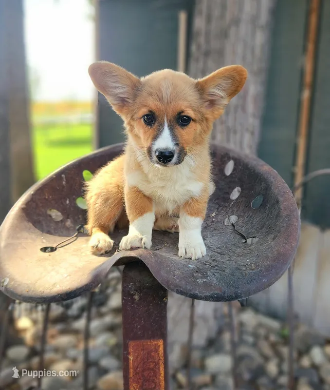 Cream Soda, a male Cardigan Welsh Corgi and Pembroke Welsh Corgi for sale in Bruneau, ID – Photo 1 of 6