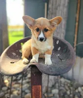 Cream Soda, a male Cardigan Welsh Corgi and Pembroke Welsh Corgi for sale in Bruneau, ID – Photo 1 of 6