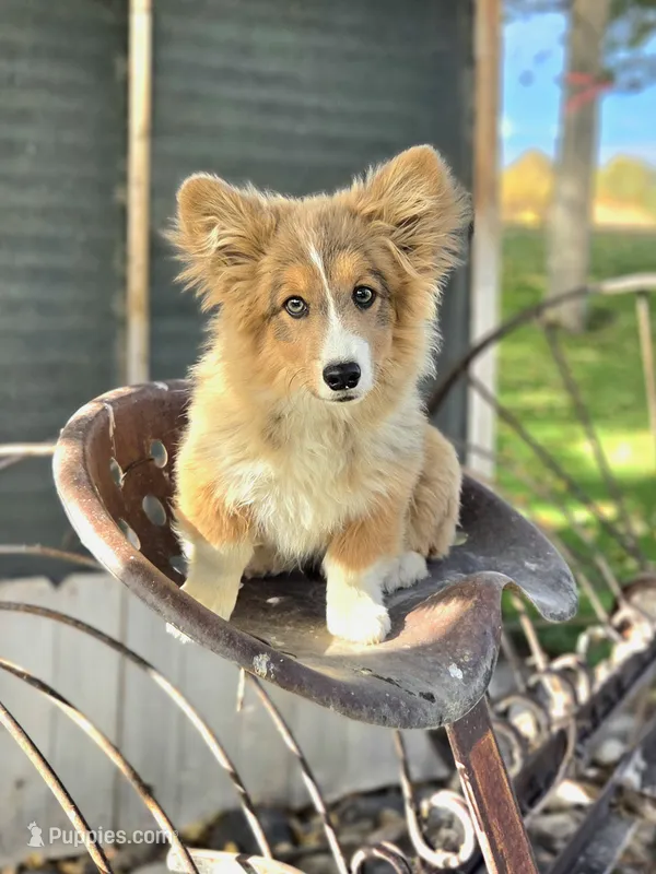 Ice Bear Fluffy/Bluie – Pembroke Welsh Corgi puppy for sale in Bruneau, ID