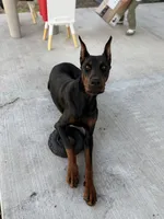 Siv, a female Doberman Pinscher for sale in Orlando, FL – 4 of 4