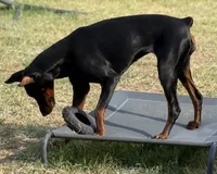 Siv, a female Doberman Pinscher for sale in Orlando, FL – 2 of 4