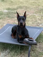 Siv, a female Doberman Pinscher for sale in Orlando, FL – 3 of 4