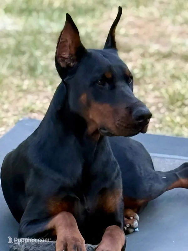 Siv – Doberman Pinscher puppy for sale in Orlando, FL