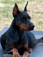 Siv, a female Doberman Pinscher for sale in Orlando, FL – 1 of 4