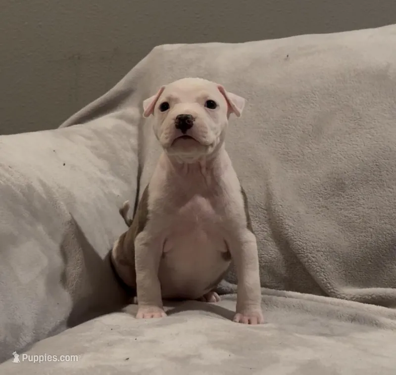 Mr. Blue – American Staffordshire Terrier puppy for sale in Vilonia, AR