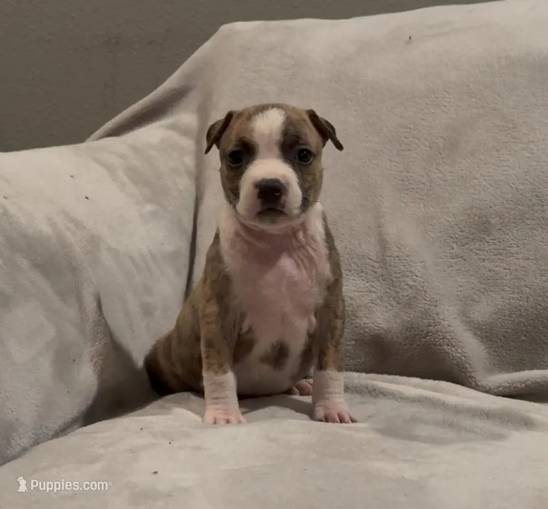 Ms. Red – American Staffordshire Terrier puppy for sale in Vilonia, AR
