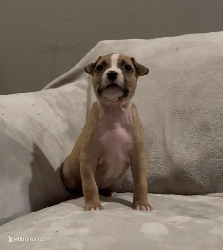 Ms. Pink – American Staffordshire Terrier puppy for sale in Vilonia, AR