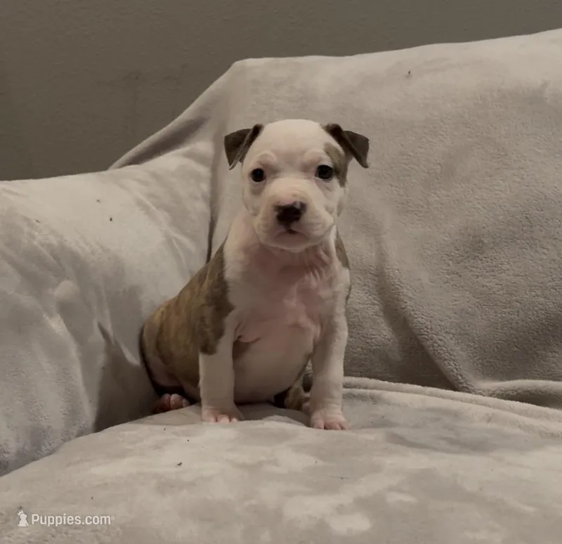 Mr. Gray – American Staffordshire Terrier puppy for sale in Vilonia, AR