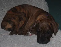 Puppy 9, a female Boxer for sale in Petersburg, VA – 8 of 10