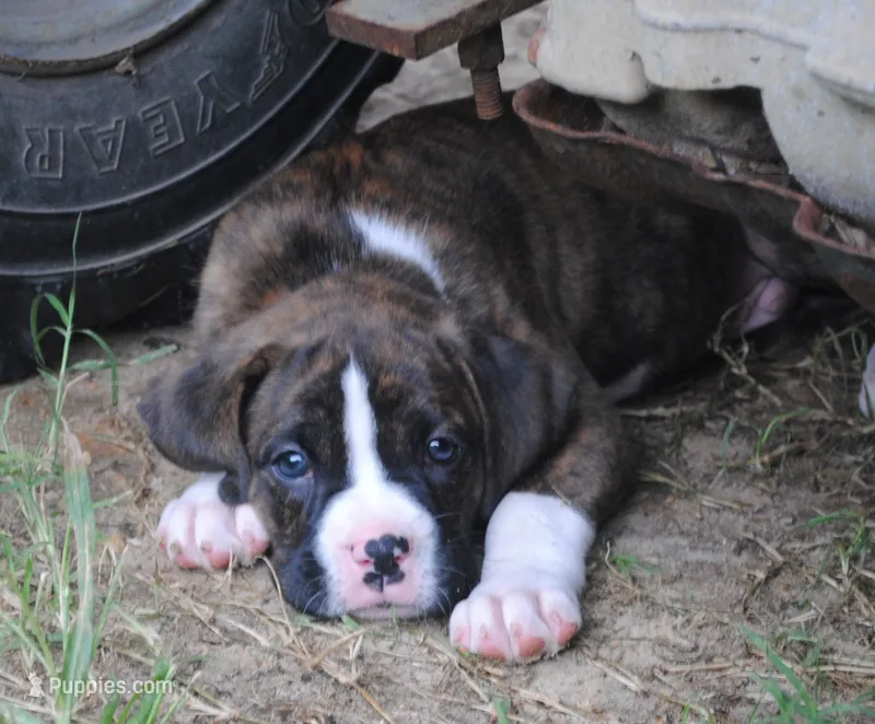 Puppy 1 – Boxer puppy for sale in Petersburg, VA